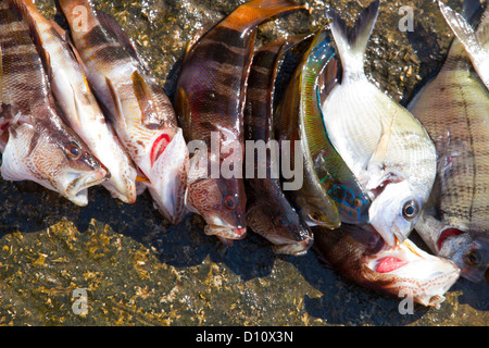 Pesci catturati Mediterraneo lancia giornata di pesca Mallorca Spagna Spain Foto Stock