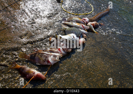 Pesci catturati Mediterraneo lancia giornata di pesca Mallorca Spagna Spain Foto Stock