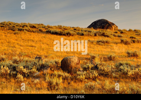 Saggi, massi erratici ed erbe sul Blacktail deer Plateau nella luce della sera, Yellowstone NP, Wyoming USA Foto Stock