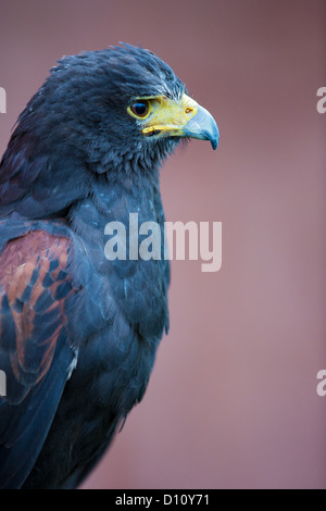 Close-up vista laterale di un' Harris hawk (Parabuteo unicinctus) in un zoo Foto Stock