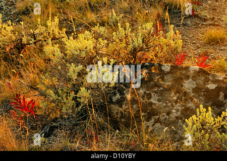 Saggi, massi erratici ed erbe sul Blacktail deer Plateau nella luce della sera, Yellowstone NP, Wyoming USA Foto Stock
