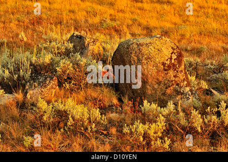 Saggi, massi erratici ed erbe sul Blacktail deer Plateau nella luce della sera, Yellowstone NP, Wyoming USA Foto Stock