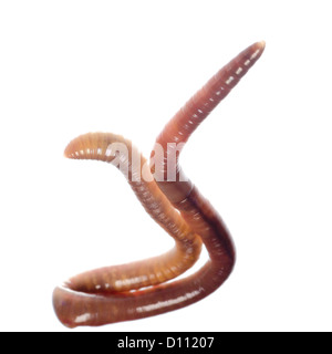 Massa animale worm isolato su bianco Foto Stock