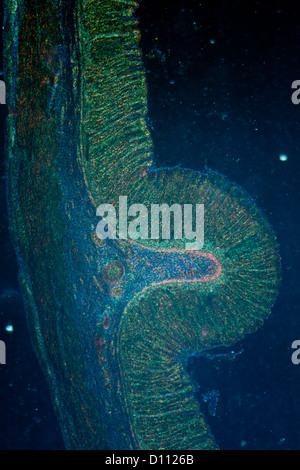 La scienza medica fisiologia anthropotomy micrografia di tessuto dello stomaco Foto Stock