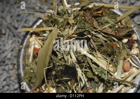 Cibo ciotola riempita con tarassaco & green avena, nella gabbia di pet Foto Stock