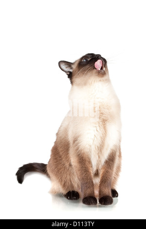 Gatto siamese gatto con gli occhi blu guarda verso l'alto e lecca isolati su sfondo bianco Foto Stock