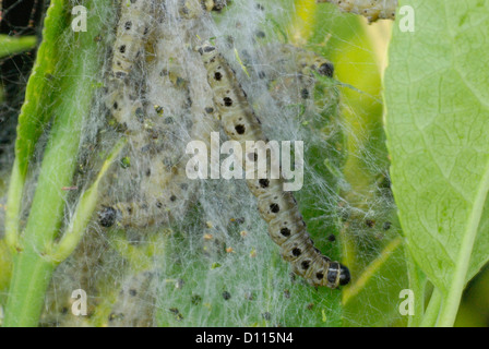 Mandrino ermellino (Yponomeuta cagnagella) bruchi su un mandrino (Euonymus europaeus) boccola Foto Stock