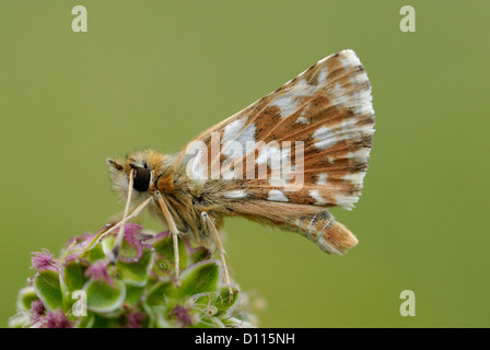 Rosso-underwing Skipper (Spialia sertorius) nei Pirenei Foto Stock