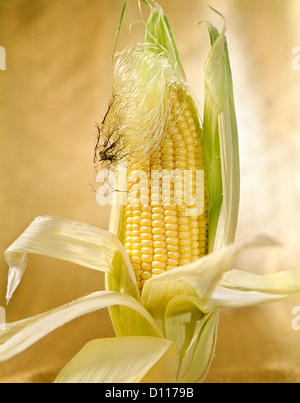 Orecchio di Corn buccia tirato giù esponendo i kernel e seta sfondo giallo Foto Stock