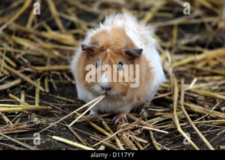 Un criceto mangiare la paglia. Foto Stock