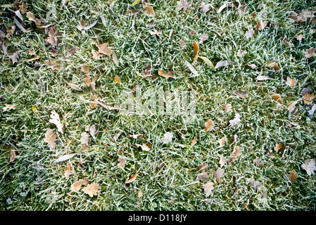 Erba coperto di brina Foto Stock