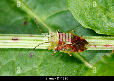 La Betulla Shieldbug (Elasmostethus interstinctus). Powys, Galles. Maggio Foto Stock