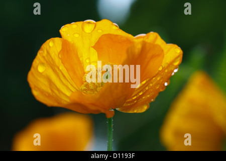 Welsh Poppy (Meconopsis cambrica) fioritura. Powys, Galles. Foto Stock