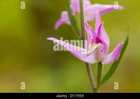 Fioritura Red Helleborine (Cephalanthera rubra). Sul Causse de Gramat, lotto regione, Francia. Giugno. Foto Stock