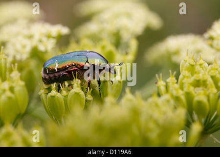 Rose-chafer (Cetonia aurata) coleottero adulto sui semi di un umbellifer. Sul Causse de Gramat, lotto regione, Francia. Giugno Foto Stock