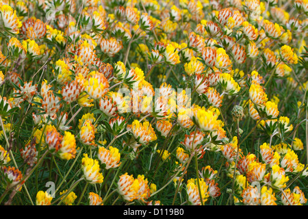 Rene veccia (Anthyllis vulneraria) ammassato fioritura. Sul Causse de Gramat, lotto regione, Francia. Giugno Foto Stock