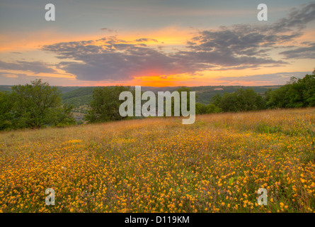 Rene veccia (Anthyllis vulneraria) ammassato fioritura, al tramonto. Sul Causse de Gramat, lotto regione, Francia. Giugno. Foto Stock