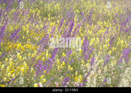 Prati fioriti sul Causse Mejean. Meadow Clary, fieno Rattle, Rene veccia ammassato fioritura. Lozère, Francia. Foto Stock