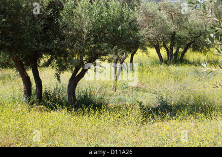 Hedge senape (Sisymbrium officinale) ammassato fioritura in un ulivo (Olea europea) Orchard. Provenza, Francia. Foto Stock