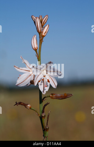 Flower spike della cava-lasciava Asphodel (Asphodelus fistulosus). Réserve Naturelle Coussouls de Crau. Provenza, Francia. Foto Stock