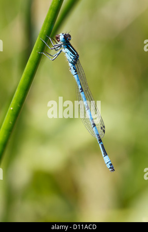 Damselfly meridionale (Coenagrion mercuriale) alimentazione. Réserve Naturelle Coussouls de Crau. Bouches-du-Rhône, Provenza, Francia Foto Stock