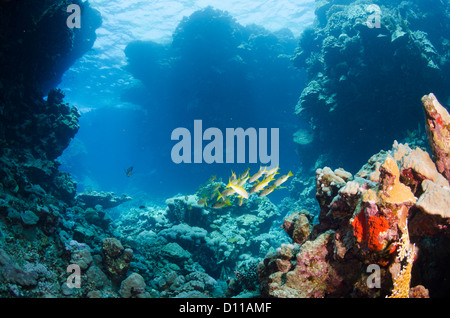 Sha'ab Claudia, Hamata, Egitto, Mar Rosso, Oceano Indiano Foto Stock