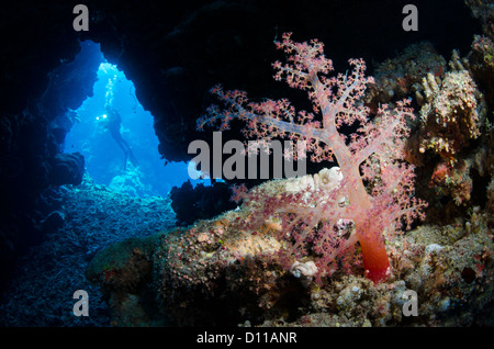 Sha'ab Claudia, Hamata, Egitto, Mar Rosso, Oceano Indiano Foto Stock