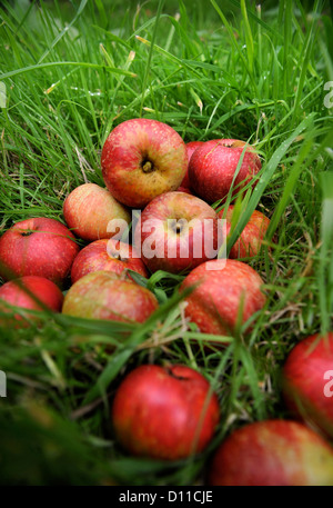 Manna le mele da sidro ancora in vita in un frutteto Herefordshire UK Foto Stock