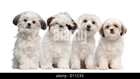 Gruppo di Shih Tzu e cuccioli Maltese seduto e guardando la telecamera contro uno sfondo bianco Foto Stock