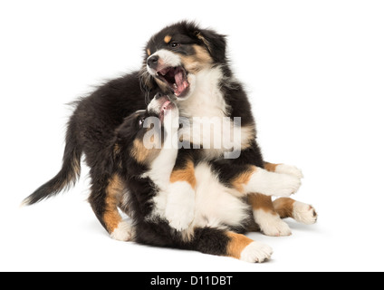 Due pastore australiano cuccioli, 2 mesi di età, gioco combattendo contro uno sfondo bianco Foto Stock