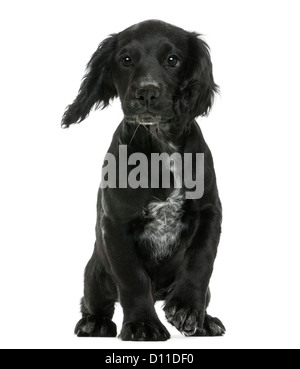 Lavorando Cocker Spaniel contro uno sfondo bianco Foto Stock