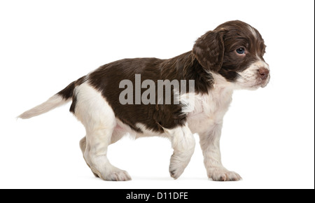 English Springer Spaniel, 5 settimane di età, passeggiate contro uno sfondo bianco Foto Stock