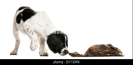 English Springer Spaniel lo sniffing di un anatra morta contro uno sfondo bianco Foto Stock