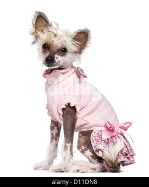 Il cinese Crested cane cucciolo, 4 mesi di età, seduti, vestita in rosa e guardando la telecamera contro uno sfondo bianco Foto Stock