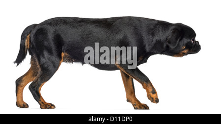 Vista laterale di un Griffon Bruxellois, 2 anni, passeggiate contro uno sfondo bianco Foto Stock