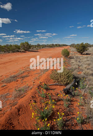 Australian Outback road bordato di giallo fiori selvaggi e bassa vegetazione nativa in Sturt National Park, outback NSW Australia Foto Stock