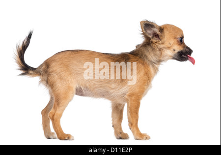 Vista laterale di un cucciolo di Chihuahua, 4 mesi di età, in piedi e incollaggio la lingua fuori contro uno sfondo bianco Foto Stock