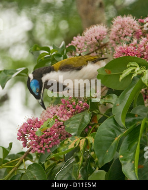 Di fronte blu honeyeater, Entomyzon cyanotis alimentazione su fiori di colore rosa della struttura corkwood Melicope elleryana syn. Euodia nel Giardino Australiano Foto Stock