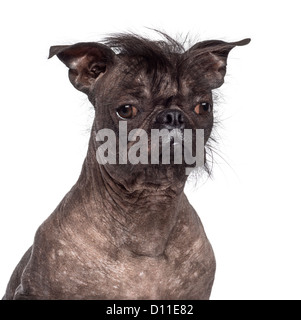 Glabre di razza mista cane, un incrocio tra un bulldog francese e un cinese Crested cane contro uno sfondo bianco Foto Stock