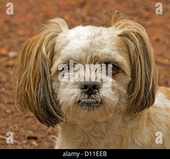 Faccia di marrone e bianco terrier Maltese Cross dog Foto Stock