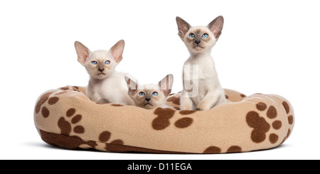 Tre Oriental Shorthair gattini, 9 settimane, seduto o disteso nel letto di gatto contro uno sfondo bianco Foto Stock