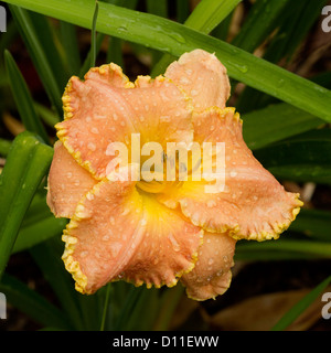 Albicocca e giallo frilly refilato fiore di Hemerocallis "fragore delizia' - daylily -con gocce di pioggia sulla petali di fiori e fogliame Foto Stock