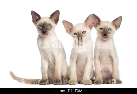 Tre Oriental Shorthair gattini seduto e guardando la telecamera contro uno sfondo bianco Foto Stock
