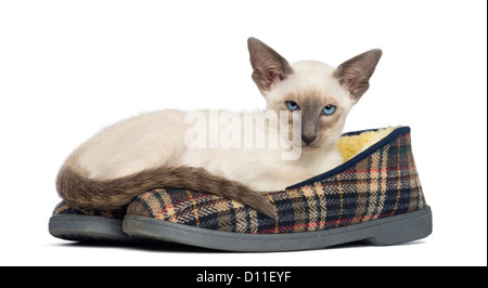 Oriental Shorthair kitten, 9 settimane, giacente su un paio di pantofole contro uno sfondo bianco Foto Stock