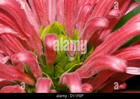 Primo piano / macro shot di cluster di rosa luminoso fiori di Justicia carnea - brasiliano del pennacchio in fiore Foto Stock