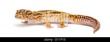 Albino Striped Leopard Gecko, Eublepharis macularius, contro uno sfondo bianco Foto Stock