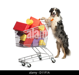 Australian Shepherd spingendo un carrello pieno di regali contro uno sfondo bianco Foto Stock