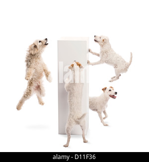I cani di salto e guardando il piedistallo contro uno sfondo bianco Foto Stock