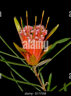 Spettacolare red flower & leavesof Lambertia formosa - mountain devil - arbusto nativo / fiori selvaggi su sfondo nero Foto Stock