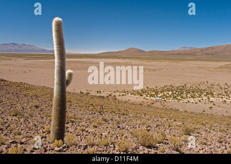 Vasto deserto paesaggio di montagne delle Ande del nord del Cile con giganteschi cactus torreggianti sopra la strada e la vettura di gran lunga al di sotto Foto Stock